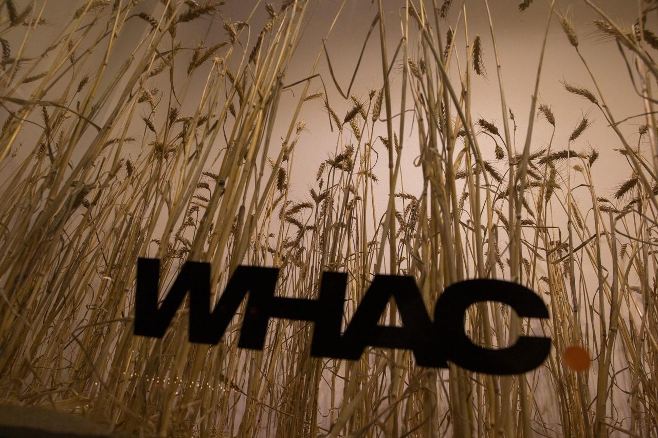 WHAC wheatfield installation with wheat and WHAC sign