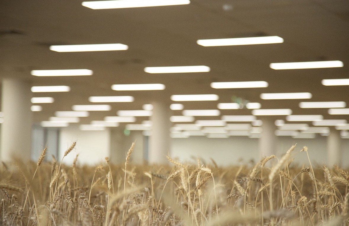 Wheatfield in a Perth office building for WHAC public art project at 1 Mill St