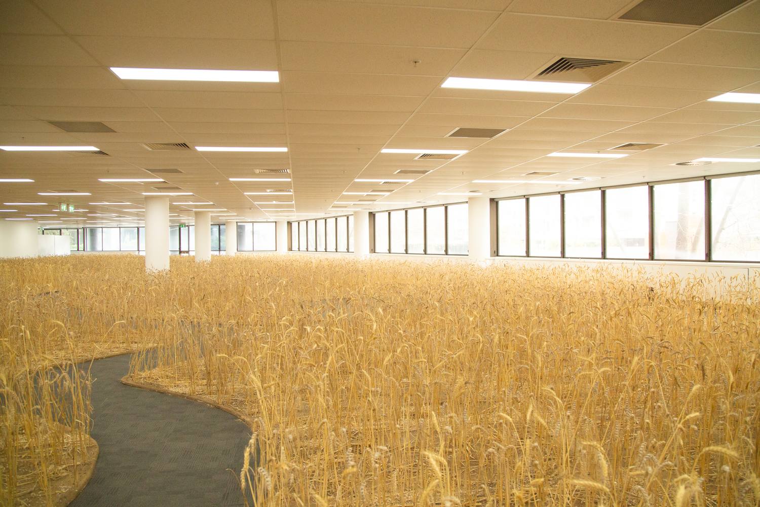 A living wheat field installed inside an urban building