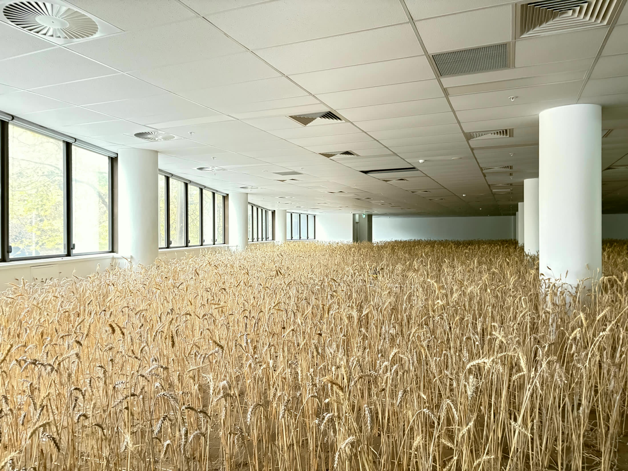 A living wheat field installed inside an urban building